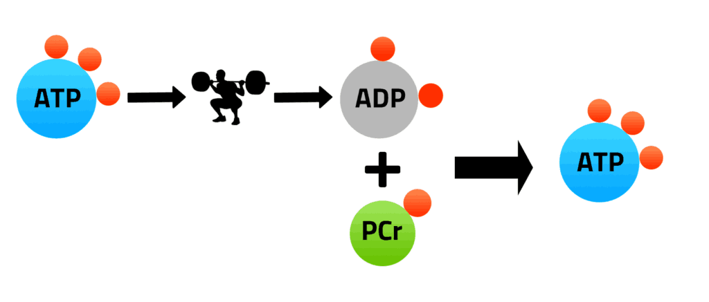 La créatine joue un rôle dans la regénration de l’ATP lors des efforts musculaires (source : https://chicagosc.com/creatine-ultimate-guide/)