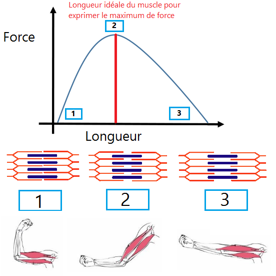 La relation tension-longueur : une sorte de courbe en cloche (source : https://www.valeoperformance.com/la-relation-tension-longueur/)